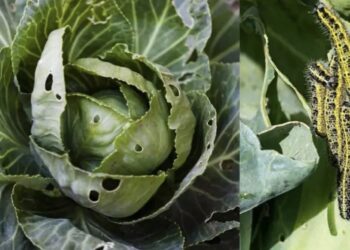 क्या वाकई पत्तागोभी के सेवन से दिमाग में घुस जाते हैं कीड़े? डॉक्टर ने खोला बड़ा राज!