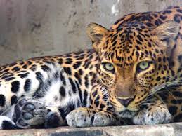 तेंदुओं ने ग्रामीणों पर किया हमला घटना से मची चीख पुकार ,बालिका सहित छह लोग जख्मी ,ग्रामीण दहशत में