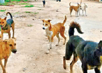 सहारनपुर में दिल दहलाने वाली घटना… कुत्तों ने 10 साल के मासूम को नोचकर मार डाला