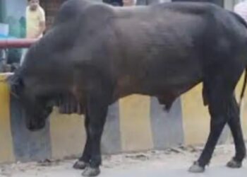 एक सांड खा गया 16 लोगों की नौकरी, मुख्यमंत्री के दौरे के दौरान आया था फ्लीट के सामने