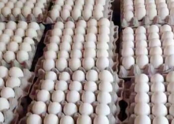 अंडे के दाम हुए धड़ाम। तो अब रोज खाओ अंडे : 1100 करोड़ अंडों का कुवैत जाना बंद, रोज बच रहा 30 लाख अंडों का स्टॉक