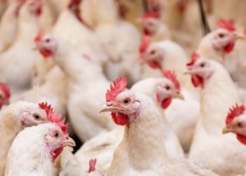 उत्तर प्रदेश की राजधानी लखनऊ में बर्ड फ्लू का मंडराया खतरा, खाने-पीने में बरतें ये जरूरी सावधानियां