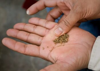 तंबाकू बेचने वालों पर होगी बड़ी कार्रवाई, 1 लाख का जुर्माना…होगी 7 साल की सजा