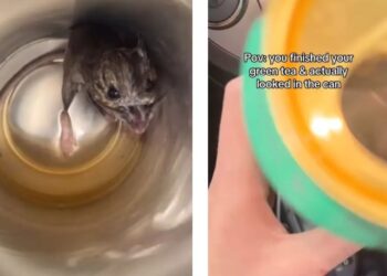 लड़की ने ग्रीन टी पीने के बाद केन के अंदर देखा तो उसके पैरों तले जमीन खिसक गई। जानिए क्या था ऐसा