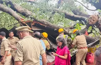 लखनऊ में कैसरबाग मछली मंडी पर गिरा विशालकाय पीपल का पेड़, नीचे दबकर एक की मौत, चार घायल
