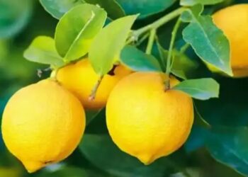 नींबू में हैँ कई चमत्कारी गुण, जानकर रह जायेंगे हैरान, खाली पेट पीया नींबू पानी, 13 दिन में दिखा ऐसा बदलाव कि लोग पूछने लगे राज