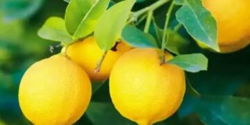 नींबू में हैँ कई चमत्कारी गुण, जानकर रह जायेंगे हैरान, खाली पेट पीया नींबू पानी, 13 दिन में दिखा ऐसा बदलाव कि लोग पूछने लगे राज