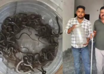 घर की पानी की टंकी में एक-दो नहीं बल्कि सांप के 27 बच्चे मिलने से हड़कंप, परिवार में दहशत