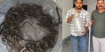 घर की पानी की टंकी में एक-दो नहीं बल्कि सांप के 27 बच्चे मिलने से हड़कंप, परिवार में दहशत