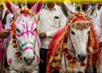 नहीं हो रही थी बारिश, तो गांववालों ने कर दिया अनोखा काम, करवा दी दो गधों की शादी; मंदिर में हुआ विवाह