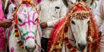 नहीं हो रही थी बारिश, तो गांववालों ने कर दिया अनोखा काम, करवा दी दो गधों की शादी; मंदिर में हुआ विवाह