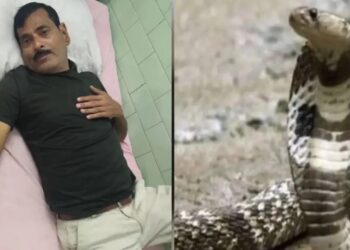 बाइक में बनाया साँप ने अपना बिल : घर से ही गाड़ी में छिपकर बैठा था, रास्ते में निकला और जांघ पर डस लिया